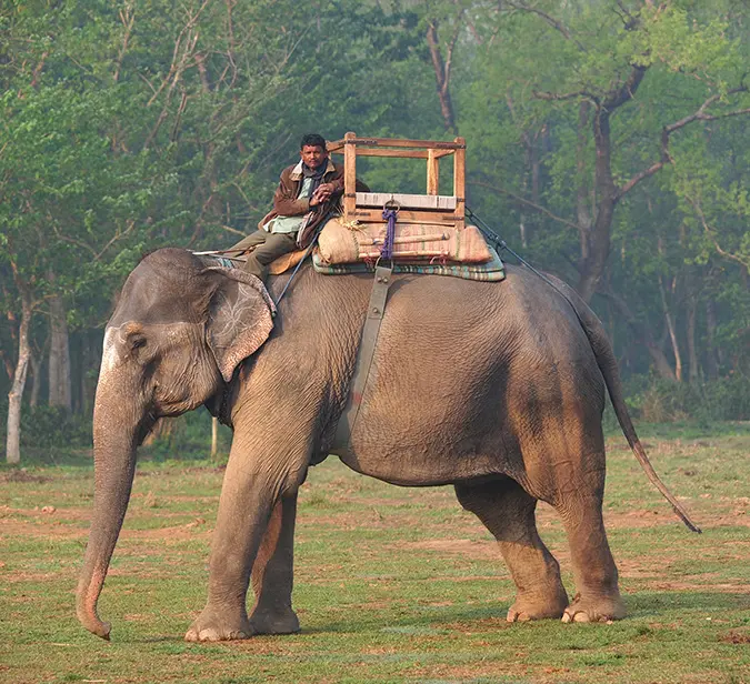 Morning elephant-back safari in Chitwan National Park’s lush jungle landscape in Nepal.