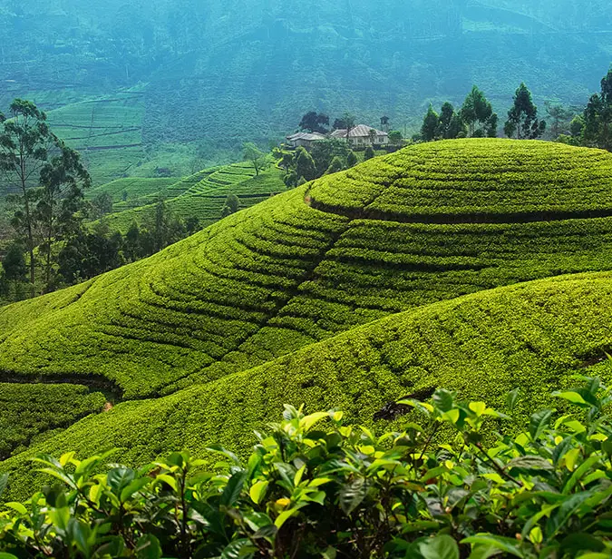 Rolling tea plantations under morning mist near Nuwara Eliya, Sri Lanka.