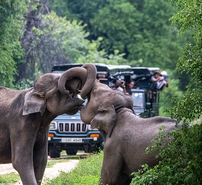 Elephants playfully entwining trunks during a safari in Udawalawe National Park, Sri Lanka.