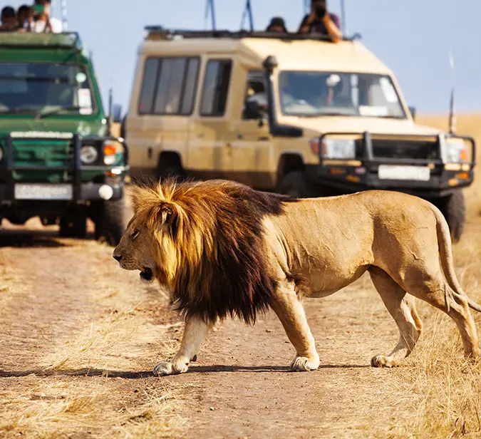 lion sighting during a game drive in Mahango National Park