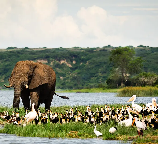 elephant in Chobe National Park