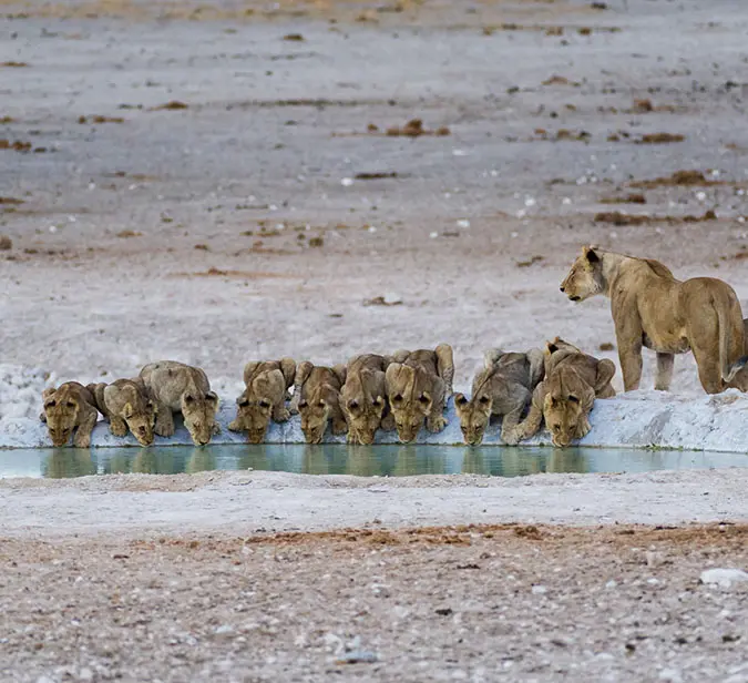 Pride of lions drinks at waterhole in Etosha National Park’s arid landscape.