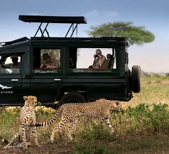 Cheetah pair walks past open safari vehicle under clear skies in Etosha National Park.