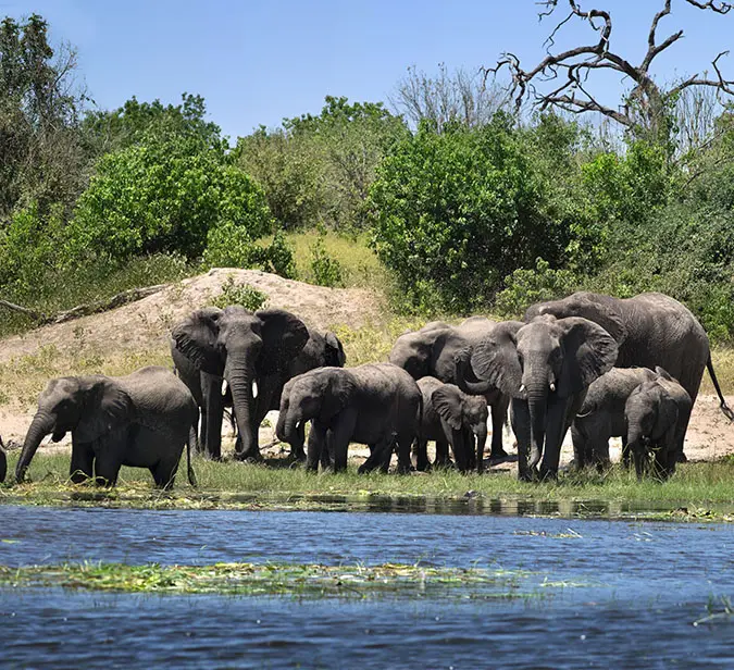 Family of elephants at a waterhole surrounded by lush greenery in Namibia’s wild frontier.