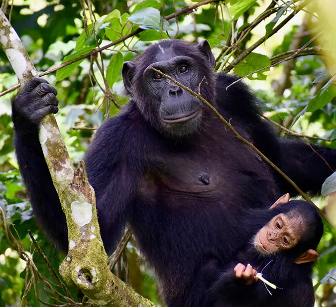 Chimpanzee with baby clinging to her in a forested area of Uganda.