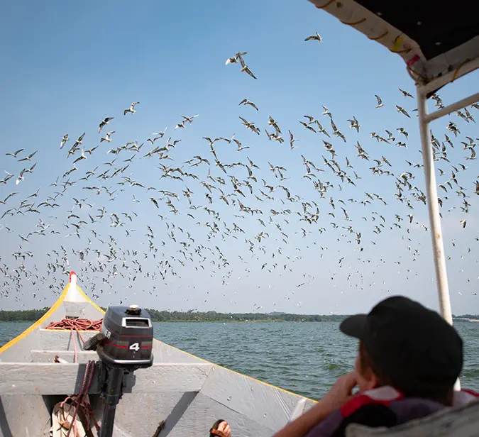 Birdwatching boat cruise on Kazinga Channel with flocks in flight over the water.
