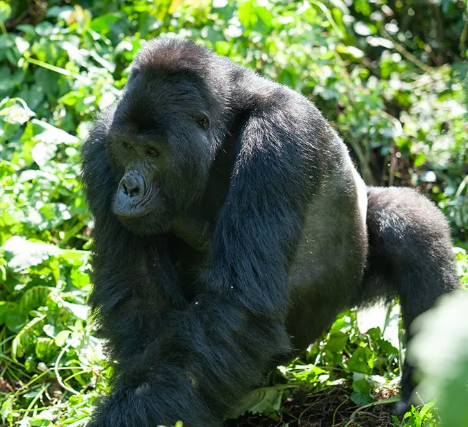 Mountain gorilla seen during trek in Bwindi Impenetrable Forest, Uganda.