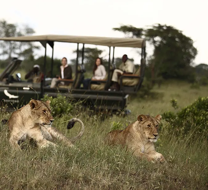 Lions resting in grass with safari vehicle and tourists observing in Akagera National Park.