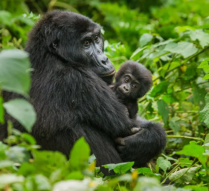 Mountain gorilla with infant nestled in dense greenery of Congo’s Virunga National Park.