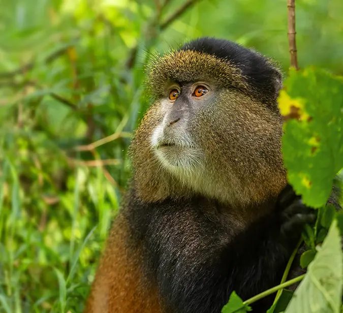 Endangered golden monkey gazing alertly in Rwanda’s dense mountain forest.