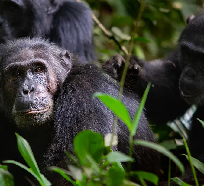 Close-up of wild chimpanzees in Rwanda’s Nyungwe Forest National Park.