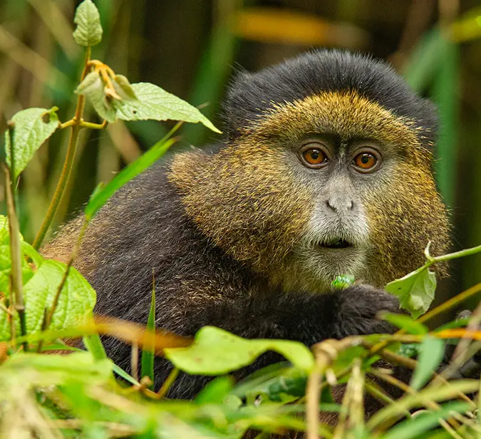 Golden monkey peering through forest foliage in Volcanoes National Park.