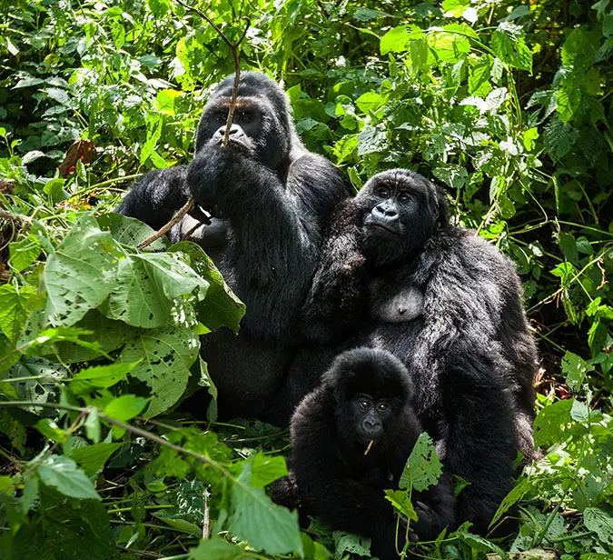 Mountain gorilla group observed during a private trek in Rwanda’s rainforest.