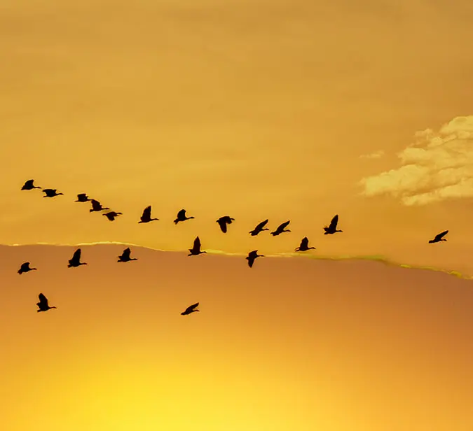 Silhouetted birds migrating during a vivid orange sunset.
