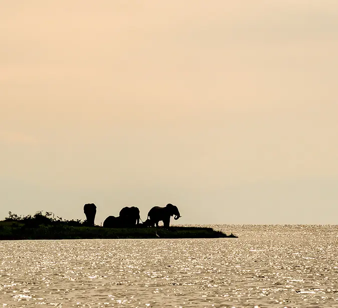 Herd of elephants by the water during golden hour in Uganda.