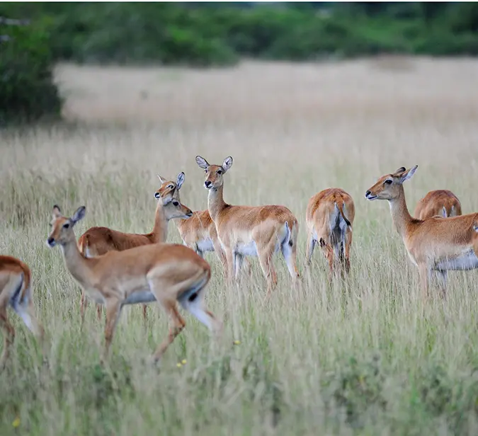 Peaceful scene of impalas standing alert in the soft morning light of Lake Mburo National Park.
