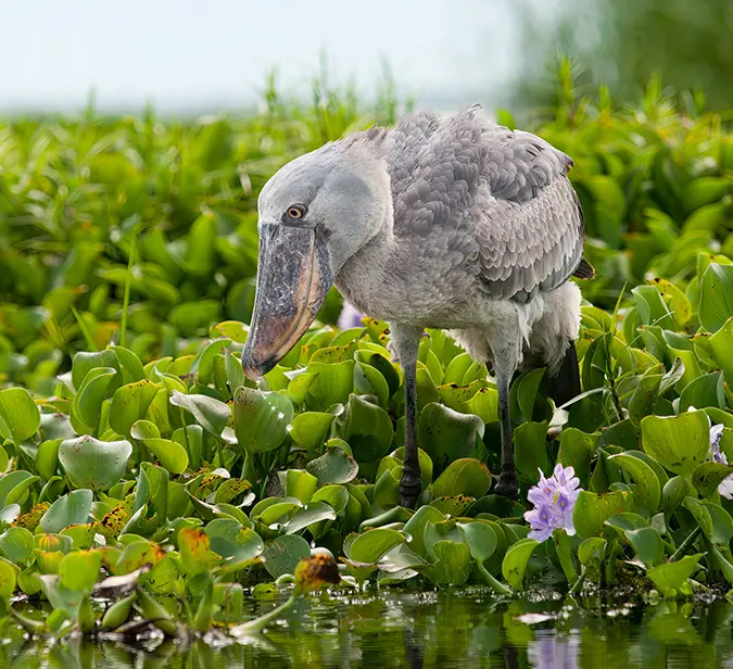 Rare shoebill stork spotted in its natural habitat among water plants in Mabamba Swamp, Uganda.