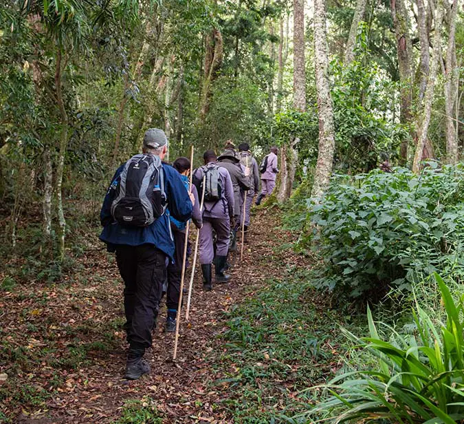 Chimpanzee tracking expedition on forest trail in Kibale Forest National Park, Uganda.