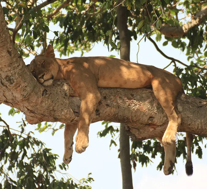 Tree-climbing lion resting on a large fig branch in the Ishasha sector, Queen Elizabeth Park.