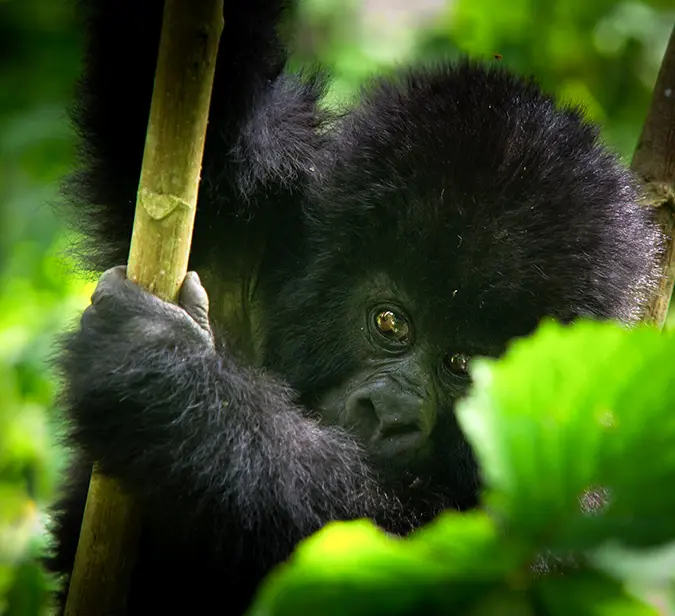 Baby gorilla gazing through leaves during gorilla trekking in Bwindi Impenetrable Forest.