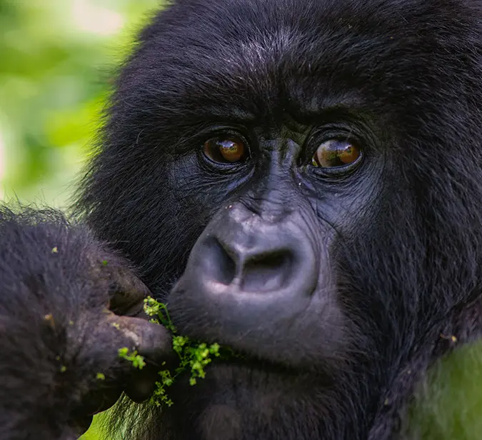 Endangered mountain gorilla chewing greens in its natural jungle habitat in Uganda.