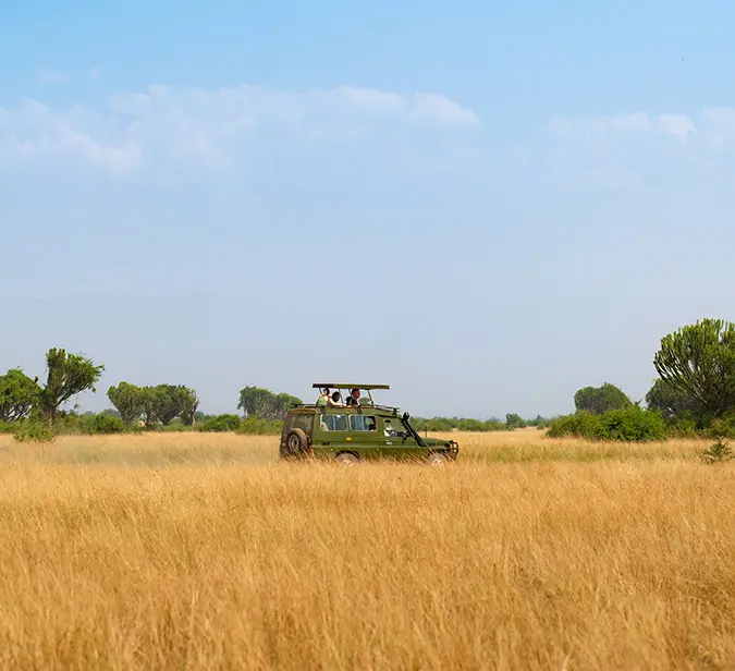 Safari vehicle on game drive through golden grasslands in Lake Mburo National Park, Uganda.