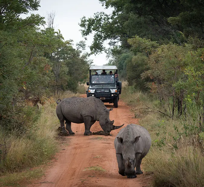 Rhinos blocking a game drive route in Etosha National Park, Namibia’s top wildlife reserve.