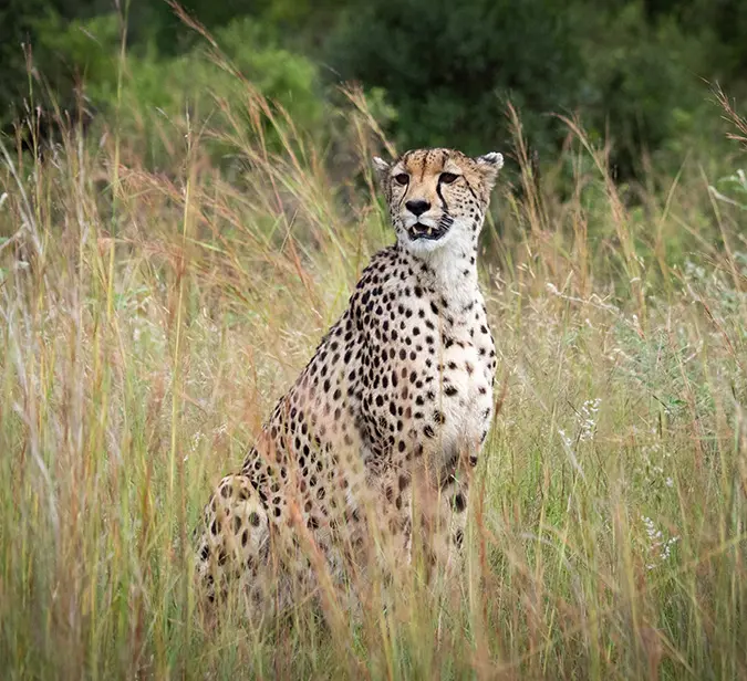 Cheetah resting alert in tall grass during a game drive in Southern Etosha National Park.