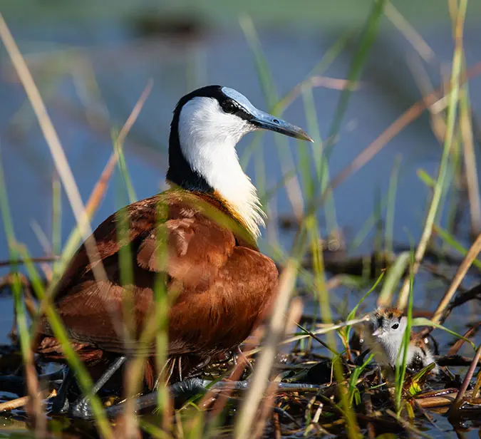 African water bird with chick during catamaran cruise at Walvis Bay.