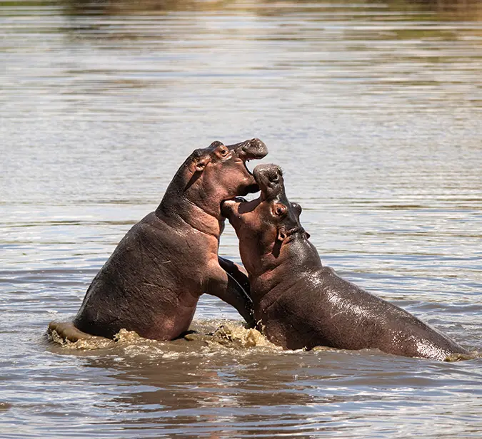 Two hippos sparring in the water, seen during a game drive in the Serengeti.