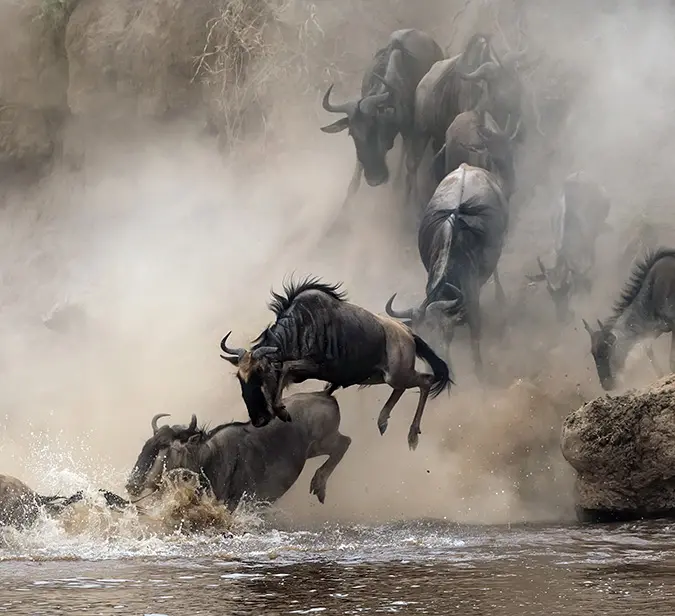 Great Migration scene with wildebeest crossing river in Serengeti National Park.