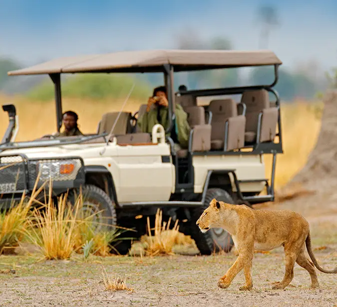 Lion walks past safari vehicle as guests observe wildlife near Ngorongoro Crater.