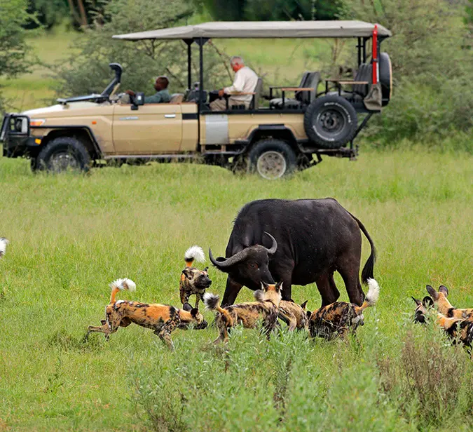 African wild dogs surround buffalo as safari vehicle observes in Moremi Game Reserve.