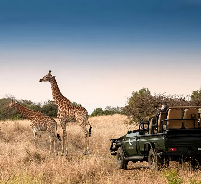 Wildlife viewing of giraffes from open-top safari vehicle in Selinda Reserve.