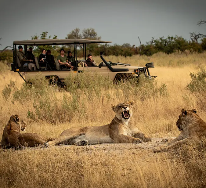 Safari vehicle observing lionesses resting in the Sabi Sand Game Reserve.