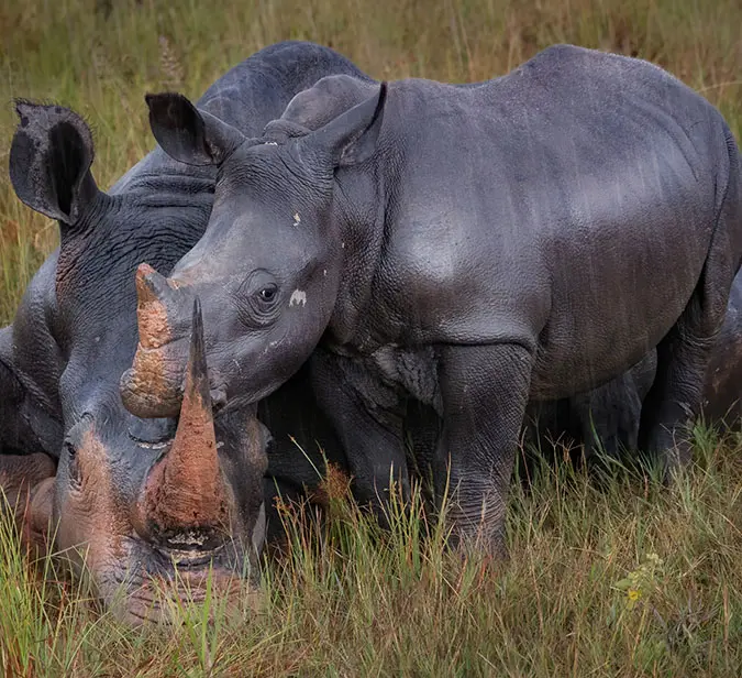 Close-up of rhino calf and adult bonding in the wild at Phinda Private Game Reserve.