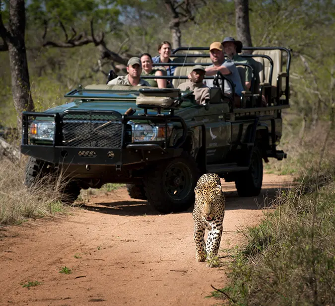 Close wildlife encounter with a leopard during guided safari in Mana Pools National Park.