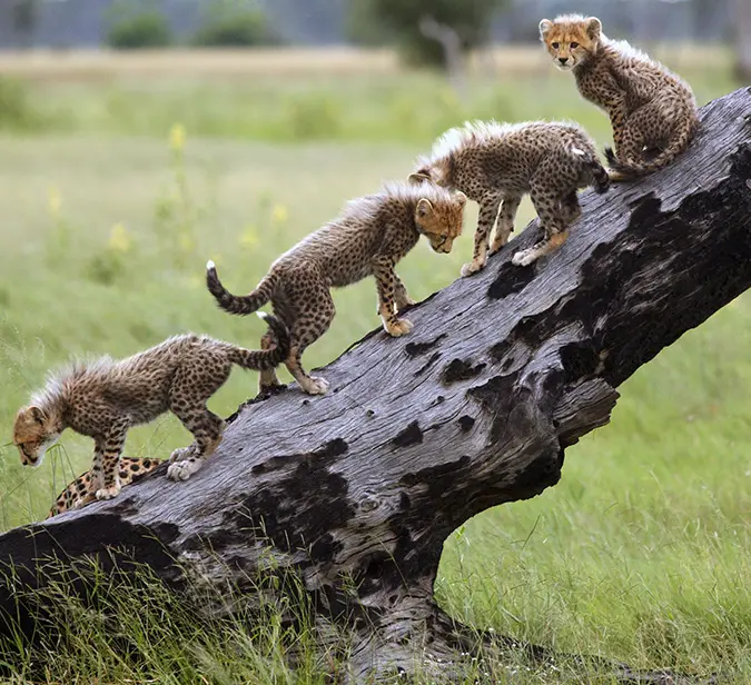 Cheetah cubs climbing a fallen tree during a playful moment in Kruger National Park.