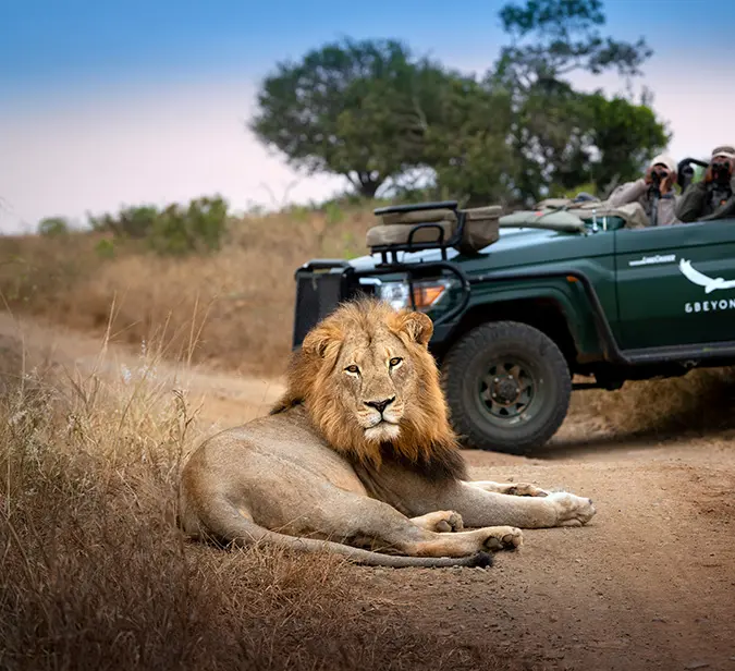 Lion resting on a dirt road during a Kruger National Park game drive.