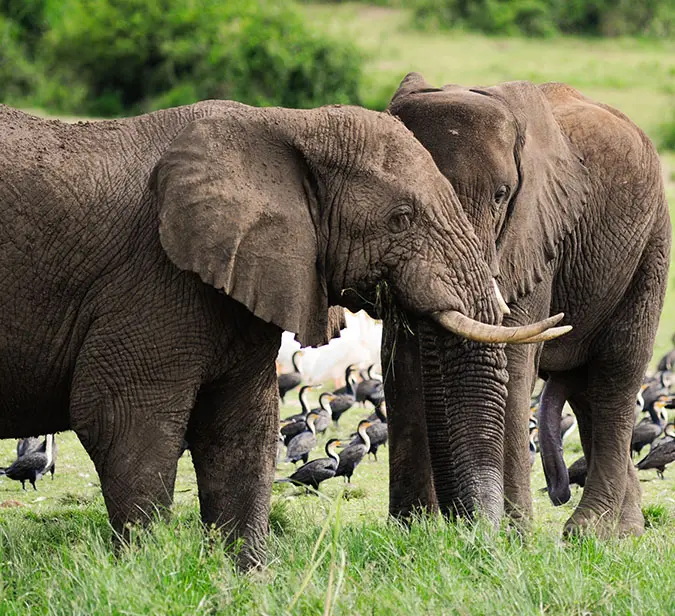 Elephants side by side in the wild grasslands of Kruger National Park, South Africa.