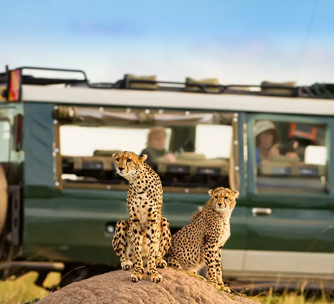 Safari vehicle stops as two cheetahs pose on a termite mound in South Africa’s Kruger National Park.