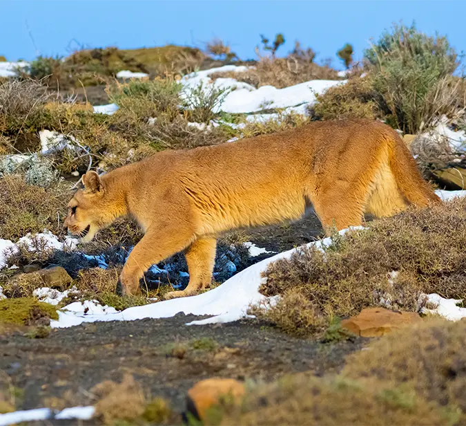 Solitary mountain lion roaming through Patagonia’s highland scrub and snowy ground.