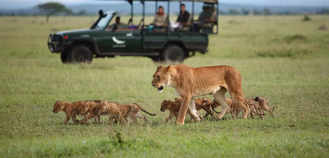 Lioness leads her cubs across the Namibian plains as safari vehicle watches in the distance.