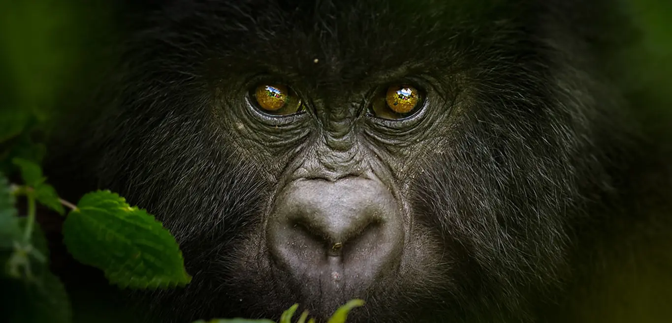 A mountain gorilla in Bwindi Impenetrable Forest, observed during a guided gorilla trekking.