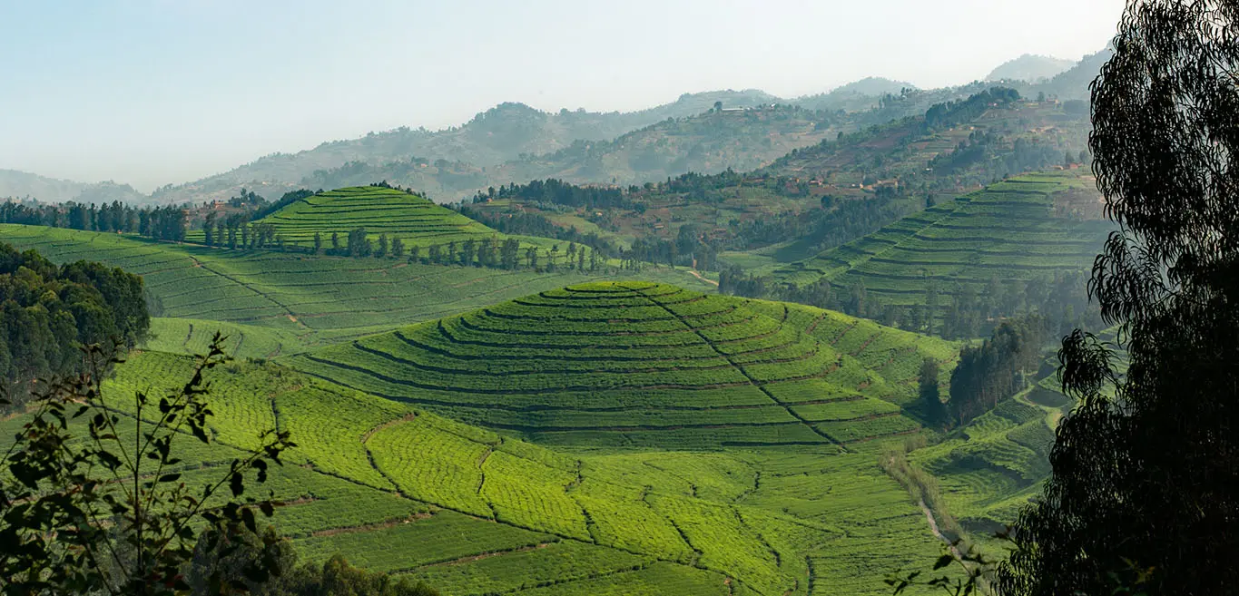 Panoramic view of stepped farmland in Rwanda’s mountainous terrain.