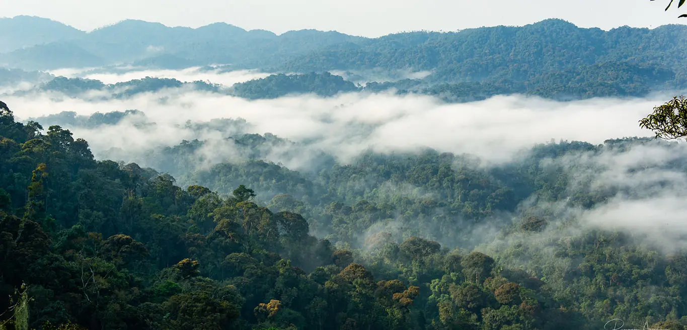 Dense Rwandan jungle landscape blanketed by early morning fog.