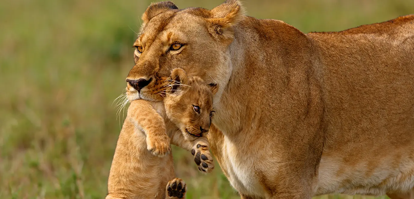 Lioness gently carrying her cub in the grasslands of Uganda.