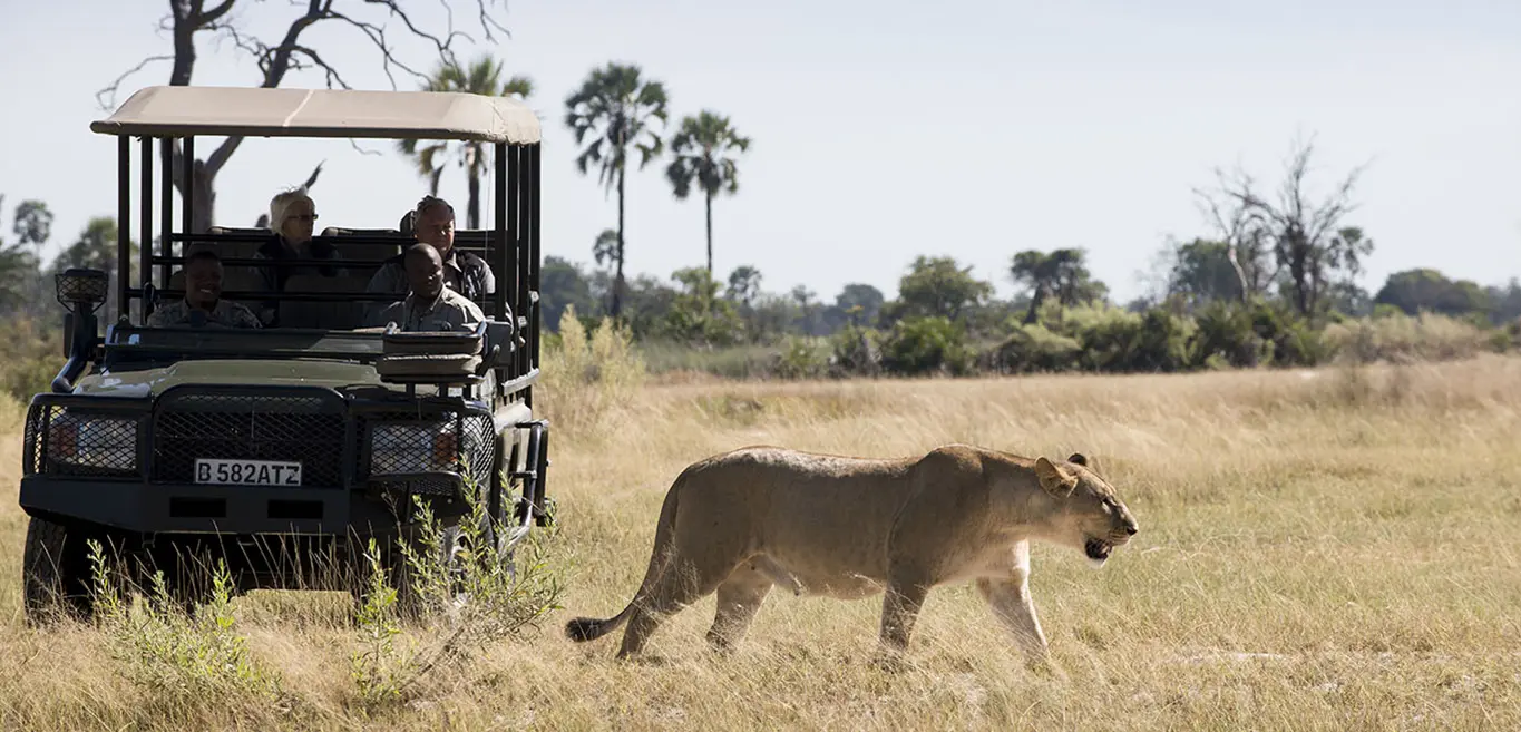 Safari-goers on game drive watch a lioness in Botswana’s wild plains.