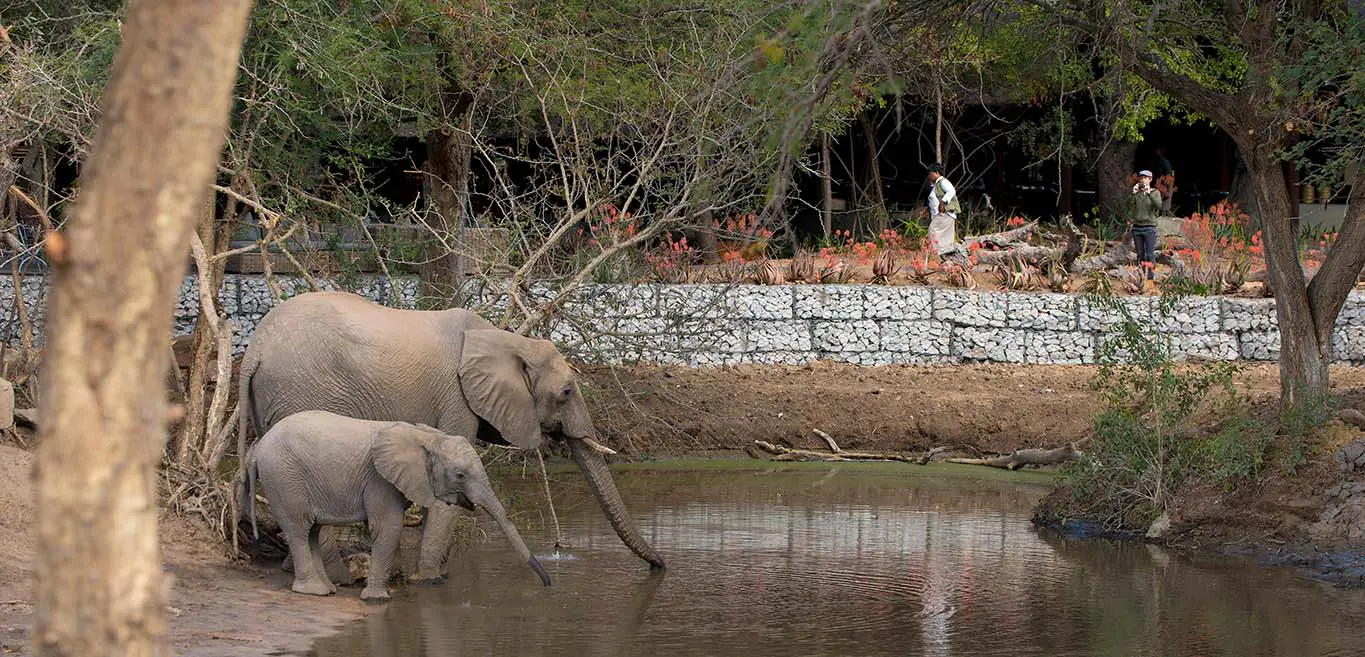 Wildlife and luxury meet as elephants approach lodge waterhole in Kruger National Park.